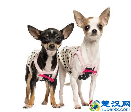 教你如何挑选一只纯种吉娃娃