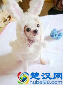 教你如何挑选一只纯种吉娃娃