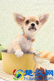 教你如何挑选一只纯种吉娃娃