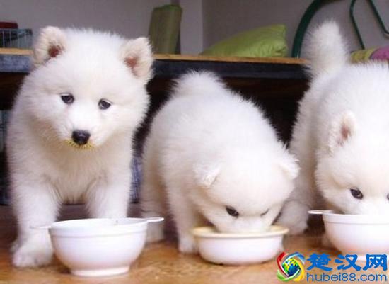 2017萨摩耶多少钱一只 萨摩耶怎么辨别纯种的