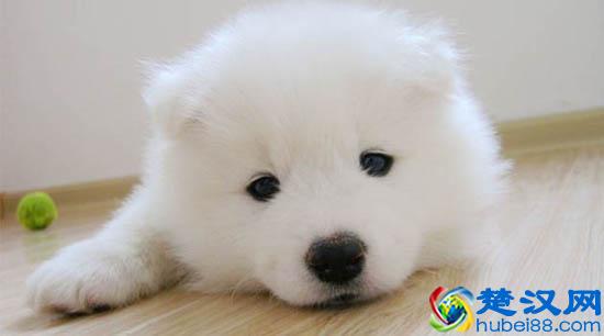 2017萨摩耶多少钱一只 萨摩耶怎么辨别纯种的