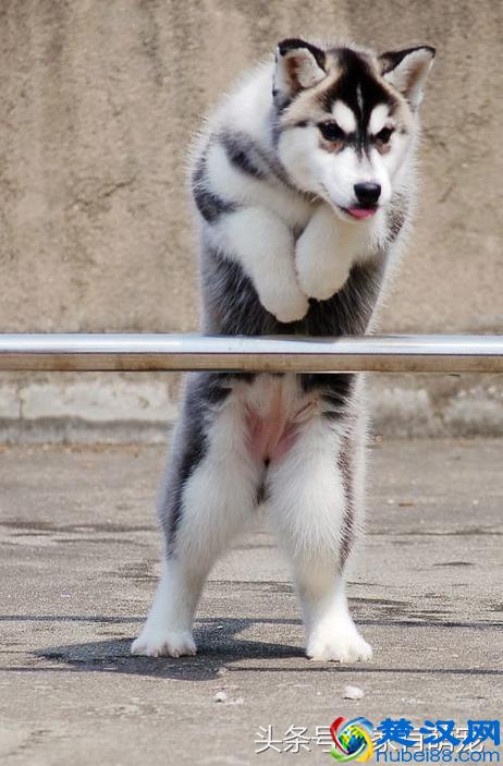 哈士奇大神告诉你：一只一个月大的哈士奇多少钱？