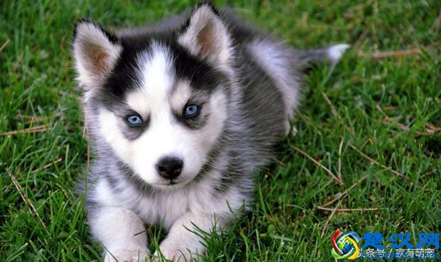 哈士奇大神告诉你：一只一个月大的哈士奇多少钱？