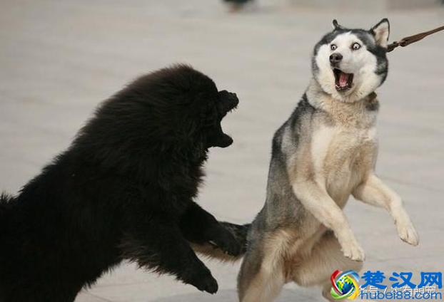 哈士奇大神告诉你：一只一个月大的哈士奇多少钱？