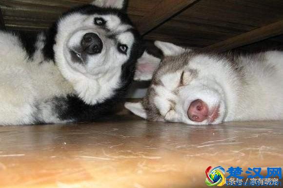 哈士奇大神告诉你：一只一个月大的哈士奇多少钱？