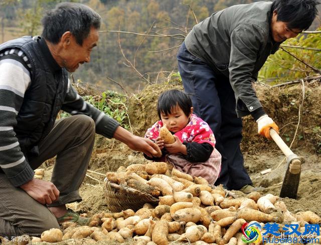 2018-2019哪些药材最赚钱？利润高好种植？附加未来5年稀缺药材！