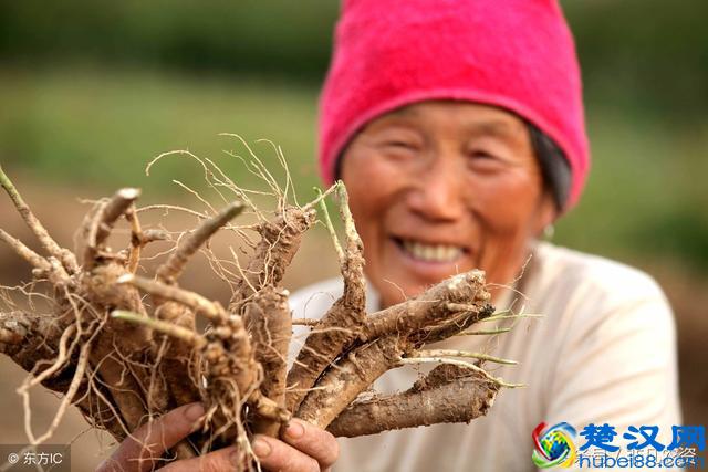 2018-2019哪些药材最赚钱？利润高好种植？附加未来5年稀缺药材！