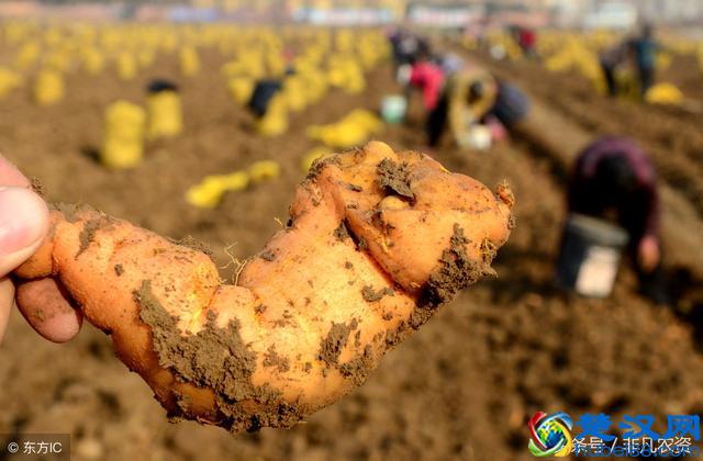 2018-2019哪些药材最赚钱？利润高好种植？附加未来5年稀缺药材！