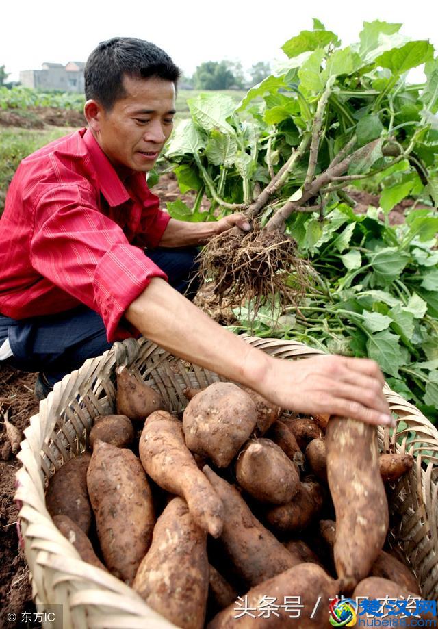 2018-2019哪些药材最赚钱？利润高好种植？附加未来5年稀缺药材！