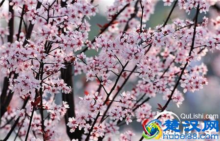 “桃李满天下”这个成语究竟是从什么地方得来的