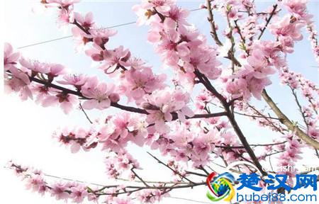 “桃李满天下”这个成语究竟是从什么地方得来的