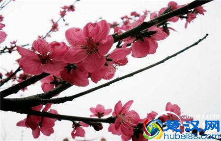 “桃李满天下”这个成语究竟是从什么地方得来的