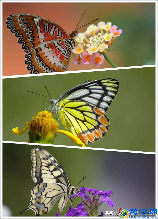 飞蛾扑火并非对光明的盲目热情，而是它们在夜晚要靠月光导航！