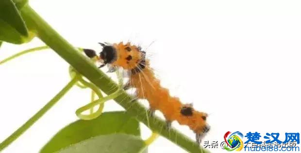 飞蛾扑火并非对光明的盲目热情，而是它们在夜晚要靠月光导航！