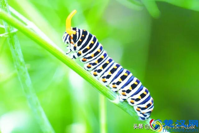 飞蛾扑火并非对光明的盲目热情，而是它们在夜晚要靠月光导航！