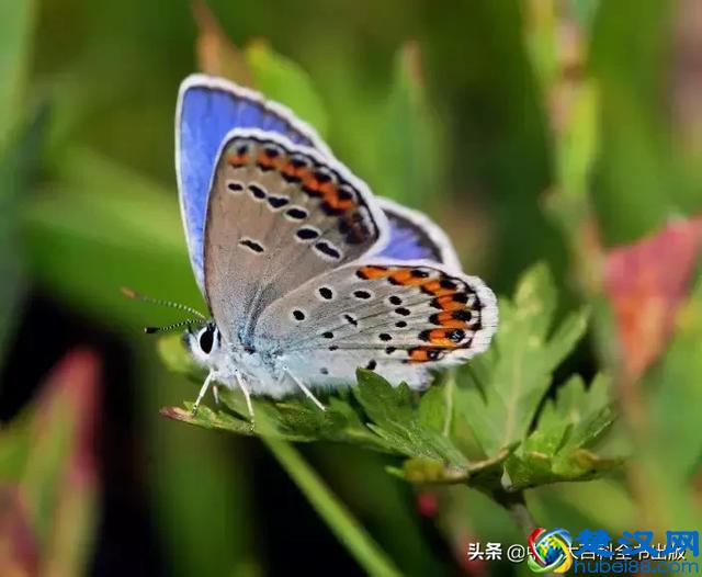 飞蛾扑火并非对光明的盲目热情，而是它们在夜晚要靠月光导航！
