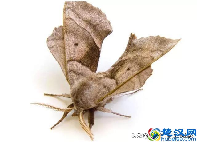 飞蛾扑火并非对光明的盲目热情，而是它们在夜晚要靠月光导航！