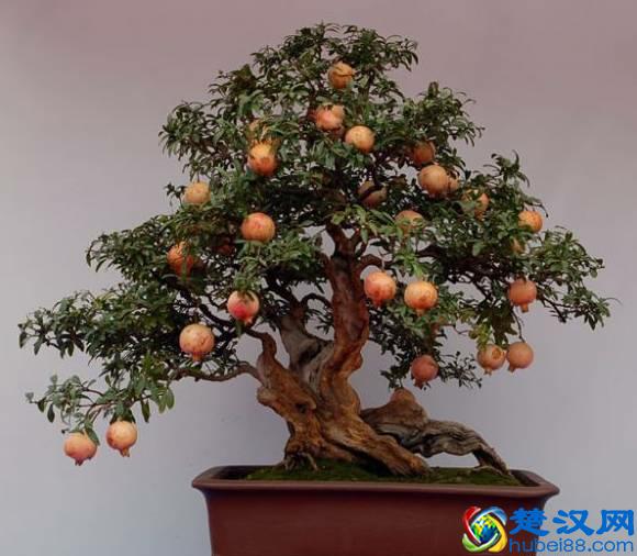 盆栽石榴花怎么养？什么时候会开花？