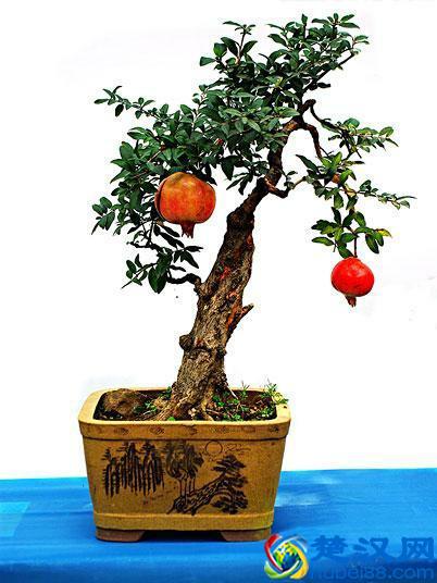 盆栽石榴花怎么养？什么时候会开花？