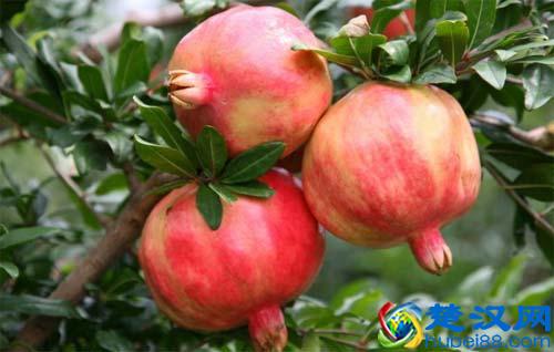 盆栽石榴花怎么养？什么时候会开花？