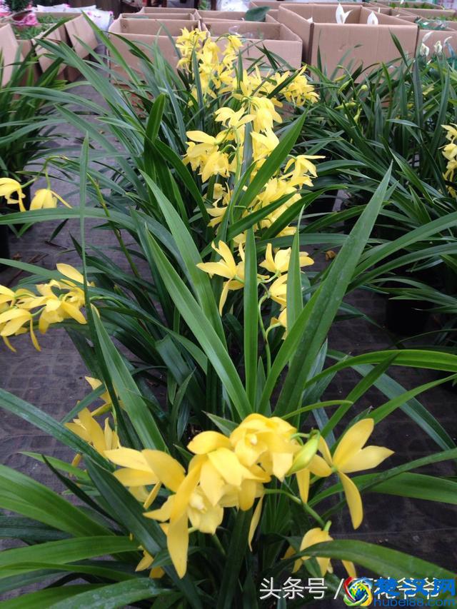 8月花市买花就选这几种，花期长、好养活、开花还特别美！