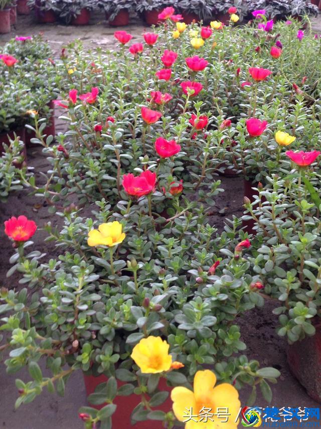 8月花市买花就选这几种，花期长、好养活、开花还特别美！