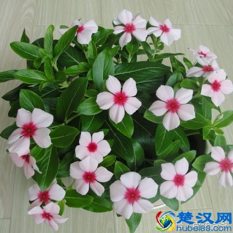 8月花市买花就选这几种，花期长、好养活、开花还特别美！