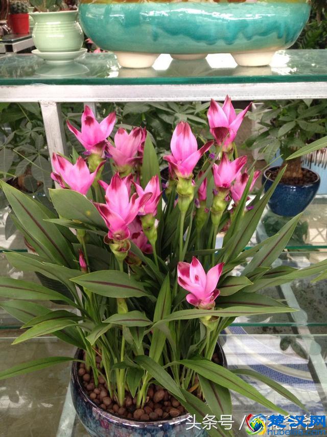 8月花市买花就选这几种，花期长、好养活、开花还特别美！