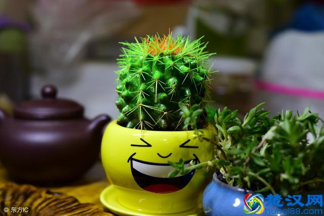 家里的绿植花草什么时候施氮肥、磷肥、钾肥，一次性说清楚了！