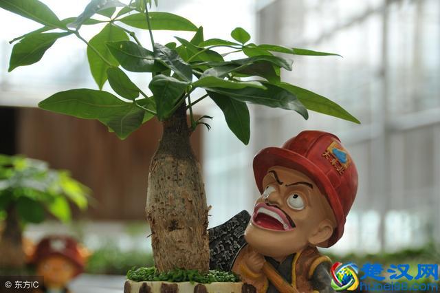 家里的绿植花草什么时候施氮肥、磷肥、钾肥，一次性说清楚了！