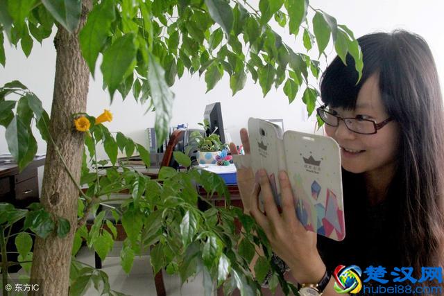 家里的绿植花草什么时候施氮肥、磷肥、钾肥，一次性说清楚了！