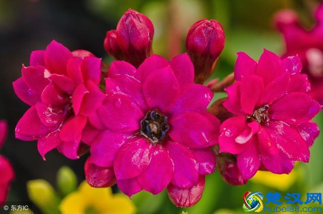 家里的绿植花草什么时候施氮肥、磷肥、钾肥，一次性说清楚了！