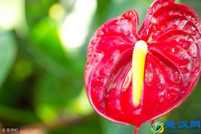 家里的绿植花草什么时候施氮肥、磷肥、钾肥，一次性说清楚了！