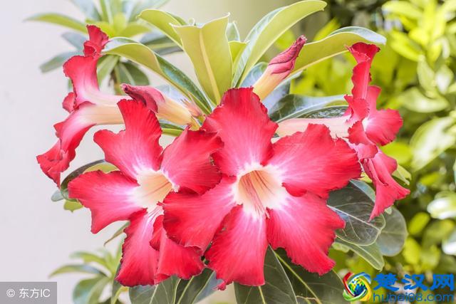 家里的绿植花草什么时候施氮肥、磷肥、钾肥，一次性说清楚了！