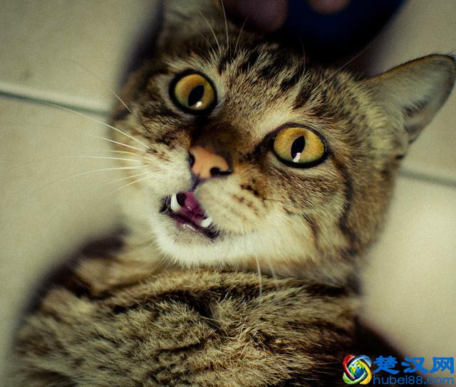 墨菲定律到底是什么意思？日常生活一件小事给你解释明白