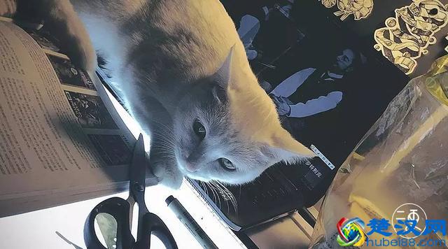 这个90后告诉你什么叫爱到体无完肤