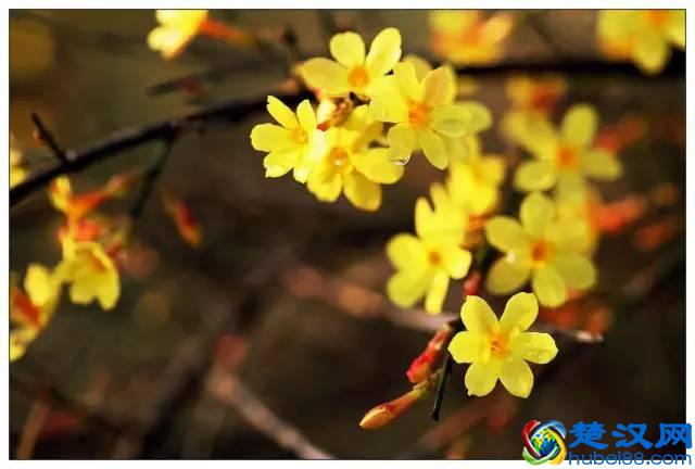 一年四季都开什么花？快来看看吧，春夏秋天每天都开花！