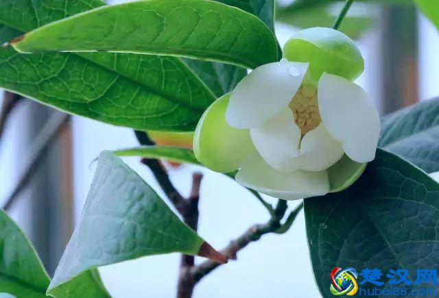 一年四季都开什么花？快来看看吧，春夏秋天每天都开花！