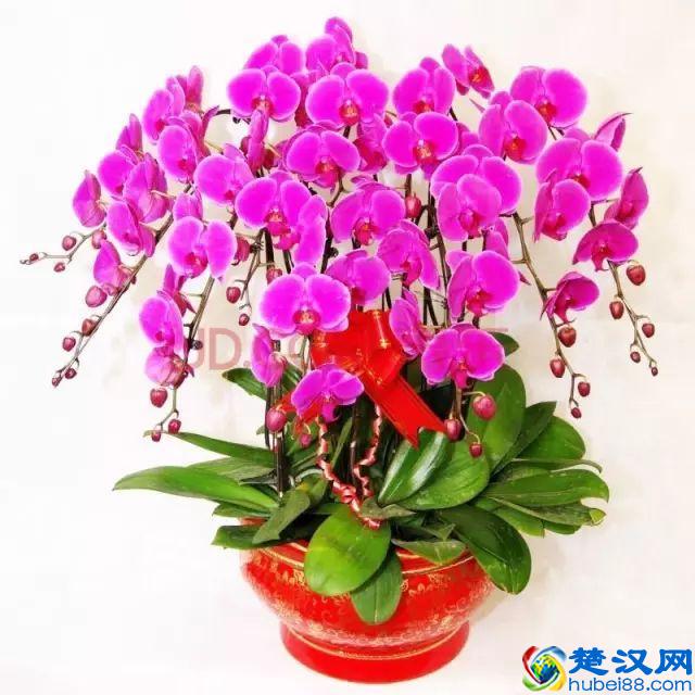 一年四季都开什么花？快来看看吧，春夏秋天每天都开花！