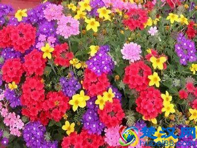 一年四季都开什么花？快来看看吧，春夏秋天每天都开花！