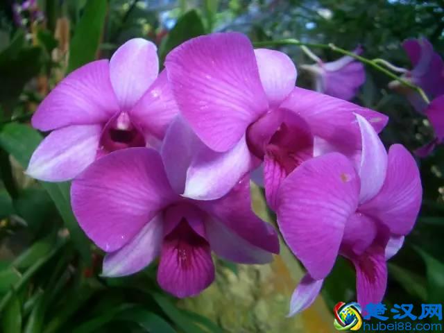 一年四季都开什么花？快来看看吧，春夏秋天每天都开花！