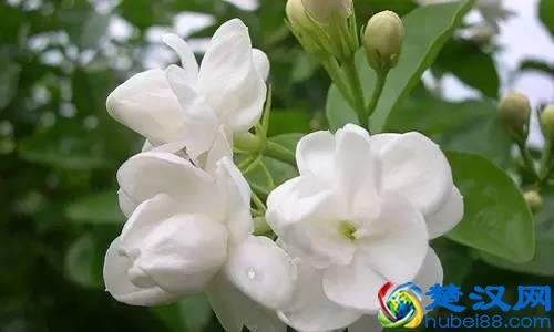 一年四季都开什么花？快来看看吧，春夏秋天每天都开花！