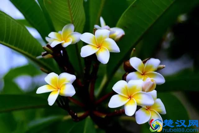 一年四季都开什么花？快来看看吧，春夏秋天每天都开花！