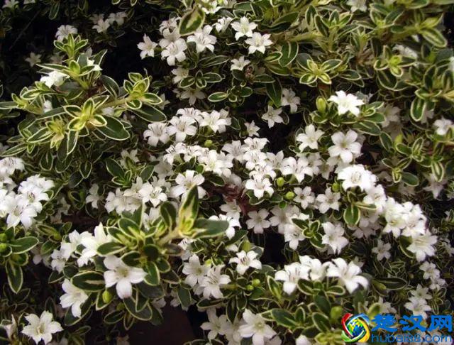 一年四季都开什么花？快来看看吧，春夏秋天每天都开花！