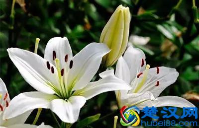 一年四季都开什么花？快来看看吧，春夏秋天每天都开花！