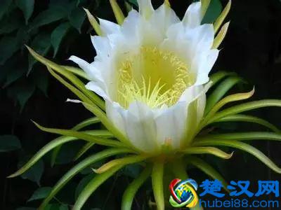 一年四季都开什么花？快来看看吧，春夏秋天每天都开花！