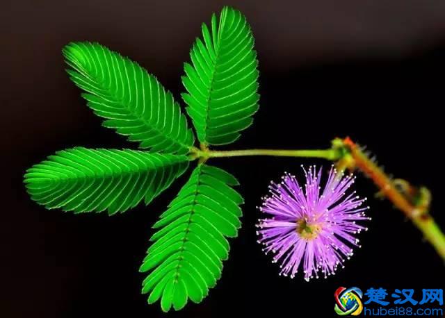 一年四季都开什么花？快来看看吧，春夏秋天每天都开花！