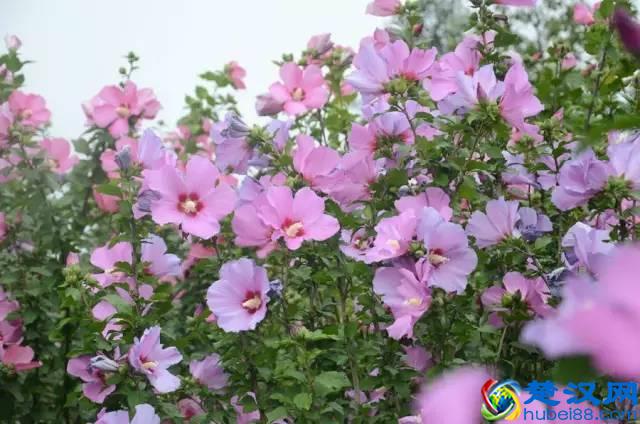 一年四季都开什么花？快来看看吧，春夏秋天每天都开花！