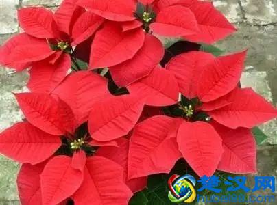 一年四季都开什么花？快来看看吧，春夏秋天每天都开花！