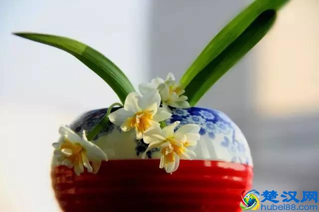 一年四季都开什么花？快来看看吧，春夏秋天每天都开花！